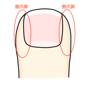 側爪郭部位説明画像